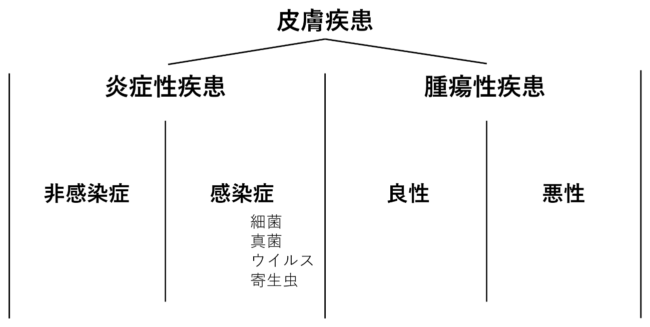 皮膚疾患の全体像